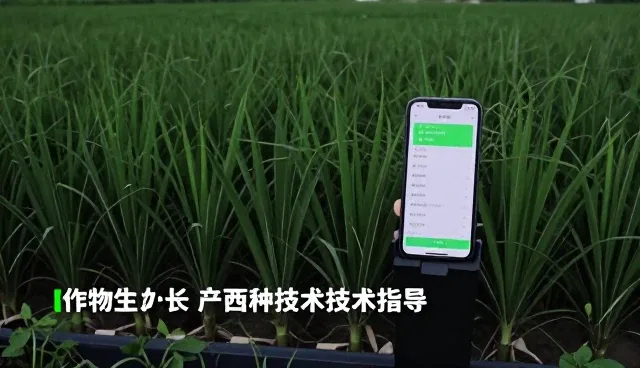 智能施肥系统如何提升玉米高产种植效率